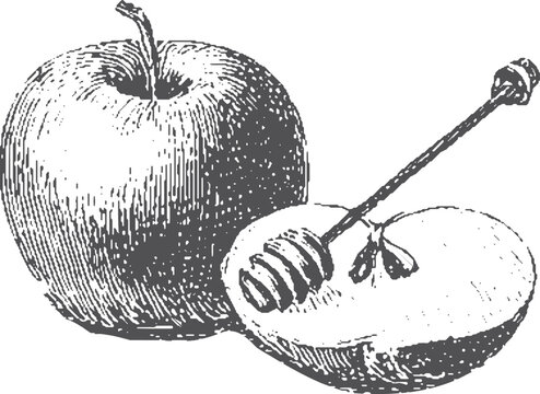 Apple and honey with dipper in black and white sketch style. Rosh Hashanah symbol food vector illustration.