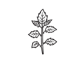 catmint hand drawn vector art