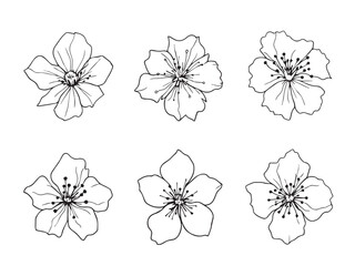 cherry blossom vector drawing