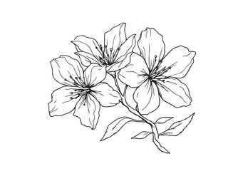 cherry vector outline