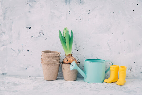 Fototapeta Close-up of a Hyacinth flower next to a stack of biodegradable plant growing pots, a watering can and a pair of yellow wellington boots