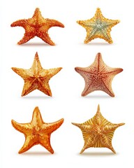 Colorful starfish are arranged in a pattern, each with unique textures and shades of orange, pink, and yellow.
