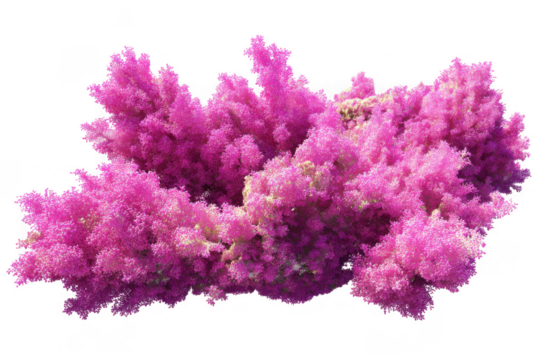 Vibrant pink coral branch structure isolated on transparent background
