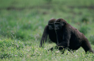 Afrique, Congo-Brazzaville, Gorille de plaine, Gorille de l'ouest, Biodiversité, Nature, éléphant, animal, mammifère, faune, sauvage, défense, ivoire, loxodonta africana, pachyderme
