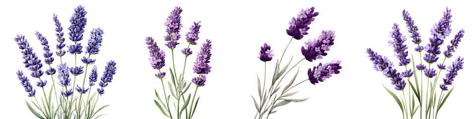 Obraz premium Watercolor Lavender Sprigs: Floral Illustration on White Background