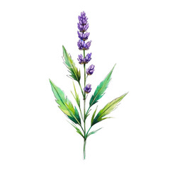 Obraz premium illustration, nature, flower, watercolor, florals, colours, feather