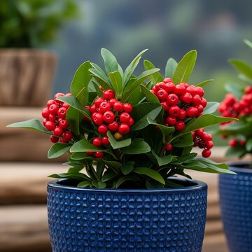 Vibrant scarlet berries on a lush green plant in a blue pot