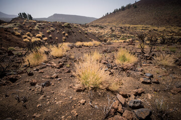 Landscape in Teide National parc, Tenerife, canaries island, spain. 