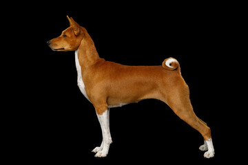 White with Red Basenji Dog Standing Isolated Black Background, side view, full length
