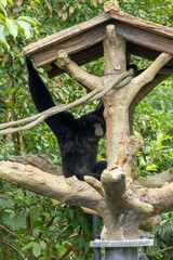 Siamang rest at the platform on the tree