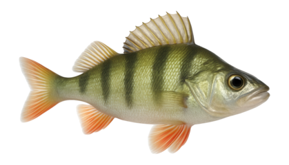 European perch displaying dark vertical stripes on a pale green body