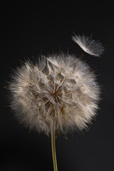Fototapeta premium A Tragopogon flower with a rounded seed head gently disperses seeds into the air. The delicate white tufts contrast against a deep black backdrop, highlighting the beauty of nature and seed dispersal.