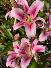 Pink lily flower close up nature background