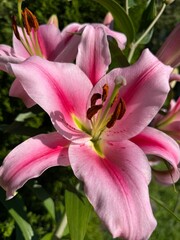 Naklejka premium Pink lily flower close up nature background