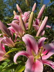 Pink lily flower close up nature background