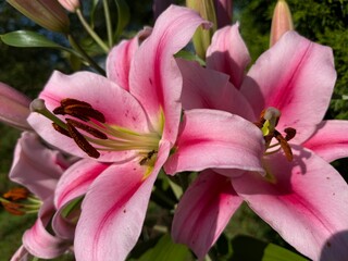 Pink lily flower close up nature background