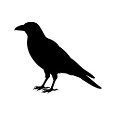 Obraz premium Crow Vector Silhouette Bird Graphic