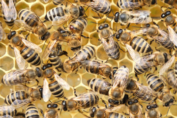 One bee tries to throw a mite off the back of another bee.  The only video among all photo stocks.