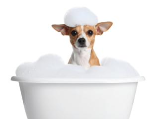 A small tan and white dog sits in a white tub filled with soap bubbles, with a bubble hat on its head.