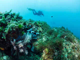 moray fish in its hiding place among algae and coral while a diver is diving at the background, concept of marine wildlife and underwater adventure