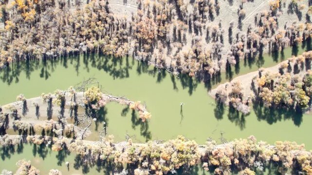 Drone view of golden populus euphratica forest in Gobi desert on sunny autumn day in Tarim Poplar Forest park, Taklamakan Desert, Xinjiang, China, 4k real time high angle view footage, travel concept.