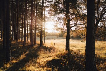 Fototapeta premium Golden Sunlight Piercing a Pine Forest