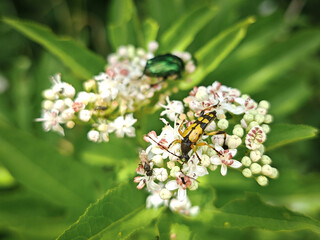A yellow-spotted longhorn beetle (Rutpela maculata) and a metallic green rose chafer beetle (Cetonia aurata) feed on white blossoms in Faktor Meadow.