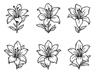 daylily botanical sketch vector