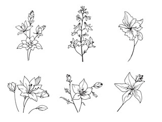 delphinium flower line art