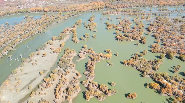 Drone view of golden populus euphratica forest in Gobi desert on sunny autumn day in Tarim Poplar Forest park, Taklamakan Desert, Xinjiang, China, 4k real time high angle view footage, travel concept.