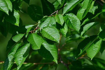 liście