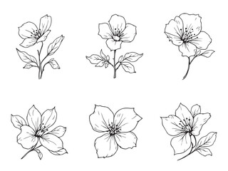 dogwood flower line art design