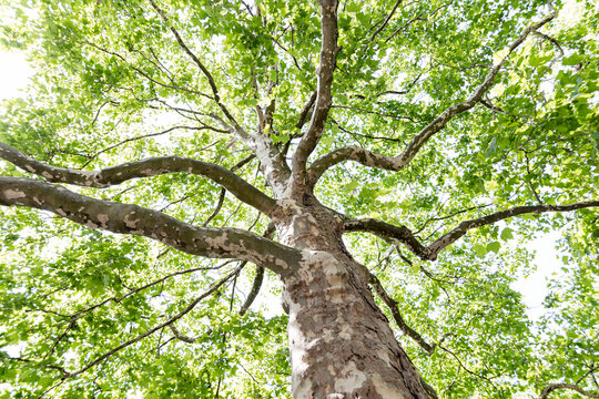 old oak tree