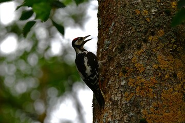 woodpecker