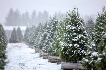 Evergreen Tree Farm in Winter Snowfall