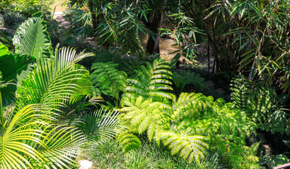 A lush green jungle with a river running through it