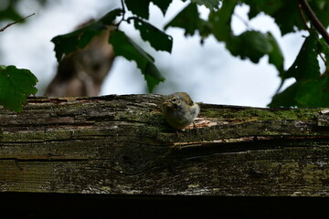 podlot © Justyna