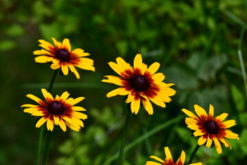 rudbekia