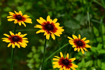rudbekia