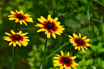 rudbekia © Justyna