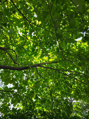 여름 나무 사진