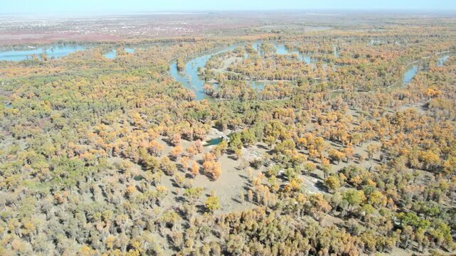 Drone view of golden populus euphratica forest in Gobi desert on sunny autumn day in Tarim Poplar Forest park, Taklamakan Desert, Xinjiang, China, 4k real time high angle view footage, travel concept.