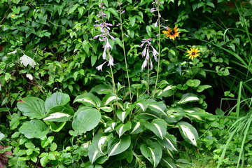 dziki ogród © Justyna