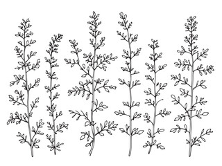 dusty miller botanical sketch