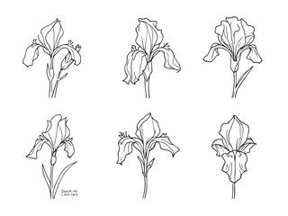 dutch iris hand drawn vector