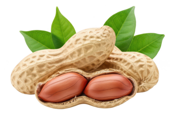 Close up studio shot of three peanuts with green leaves on legume food