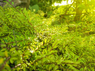 Fototapeta premium Beautiful nature background of trees in the garden and soft yellow sunlight behind blurred and bokeh