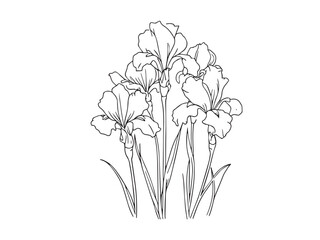 dutch iris contour drawing