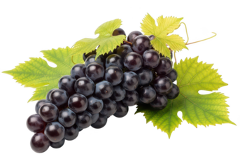 Dark purple grapes cluster with green leaves on fruit