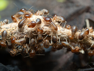 Termites are looking for food on the ground.The insects that damage the house.